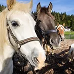 Laubichlhof Daire