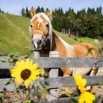 Daire Laubichlhof *