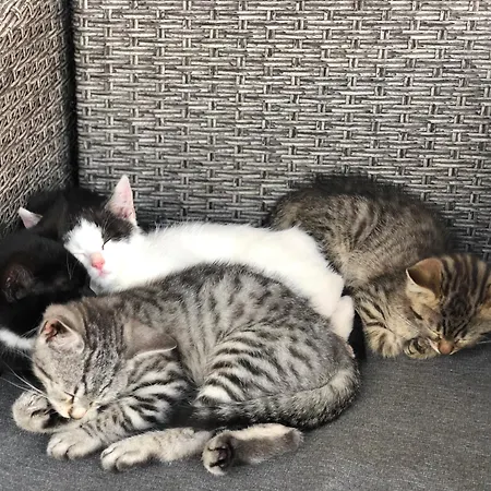 Apartment Laubichlhof Flachau