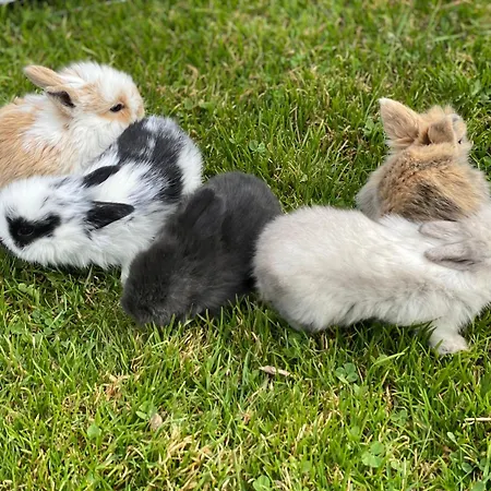 شقة Laubichlhof فلاخاو