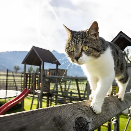Laubichlhof Apartment Flachau