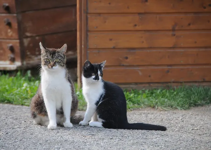 Laubichlhof شقة فلاخاو