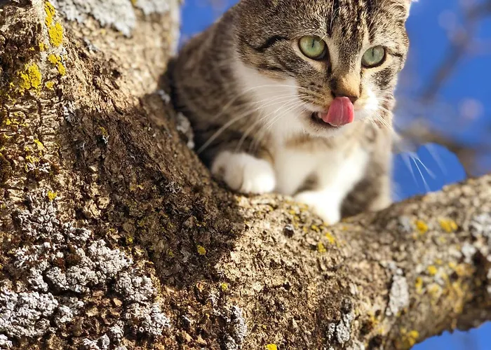 Laubichlhof Appartement Flachau