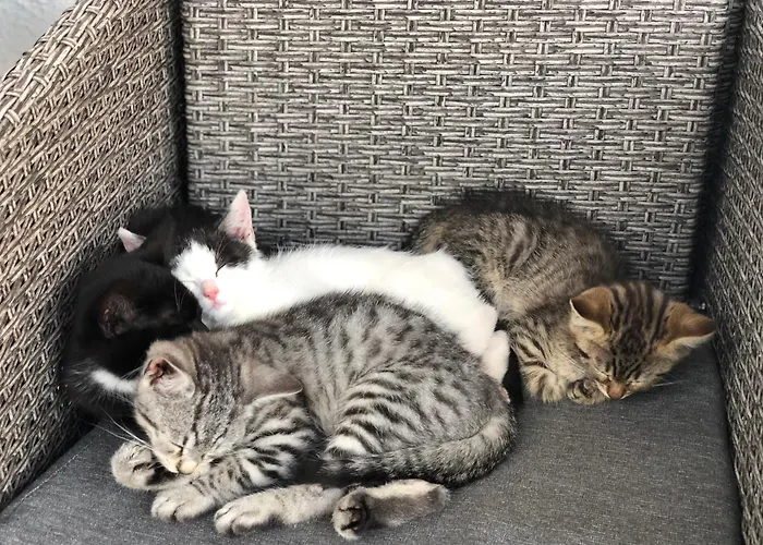 شقة Laubichlhof فلاخاو