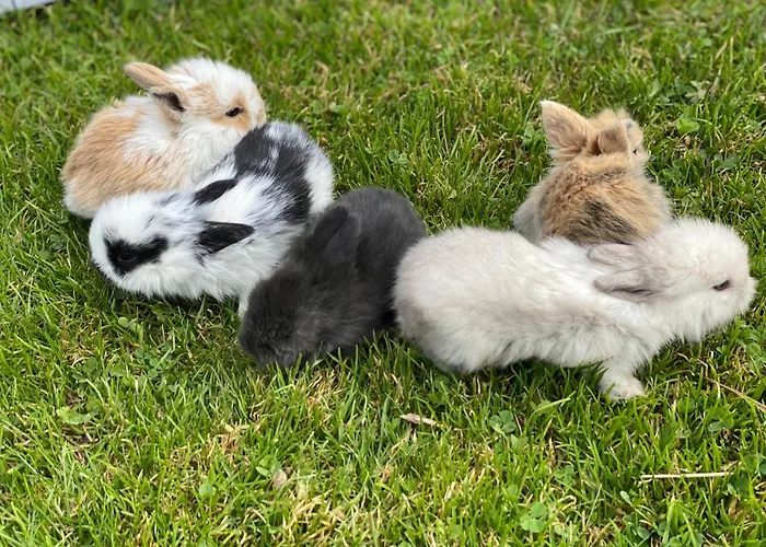 Appartement Laubichlhof Flachau