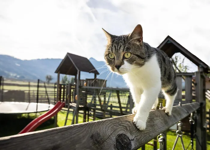 Laubichlhof Appartement Flachau