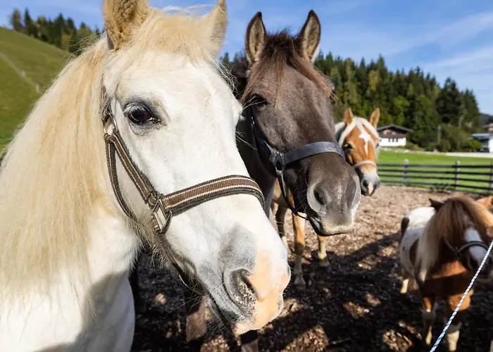Laubichlhof Appartement